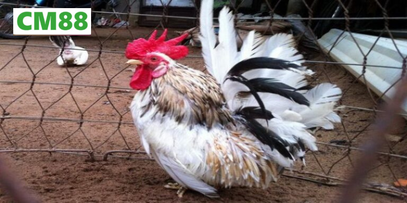 Bí quyết giúp gà Thái luôn “đẹp phong độ”