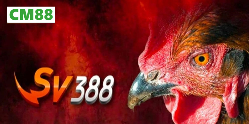 Giới thiệu tổng quan về đá gà SV388